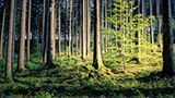 Forestry Online Courses